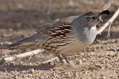 Gambel's Quail